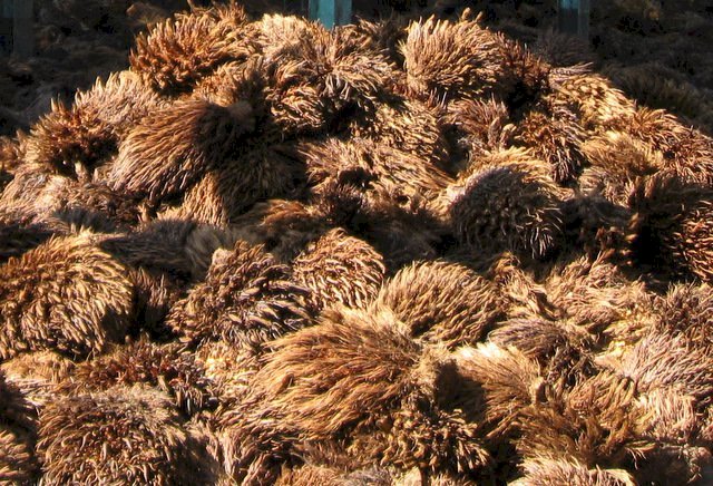 Janjang kosong kelapa sawit