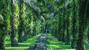 Perkebunan Sawit Berkelanjutan